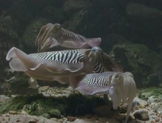 20,000 Leagues Under the Sea (Michael Anderson, 1997)