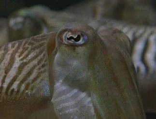 20,000 Leagues Under the Sea (Michael Anderson, 1997)