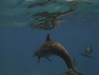 20,000 Leagues Under the Sea (Michael Anderson, 1997)