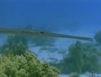 20,000 Leagues Under the Sea (Michael Anderson, 1997)