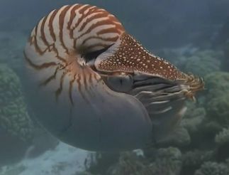 20,000 Leagues Under the Sea (Michael Anderson, 1997)