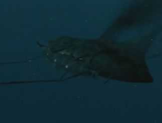 20,000 Leagues Under the Sea (Michael Anderson, 1997)
